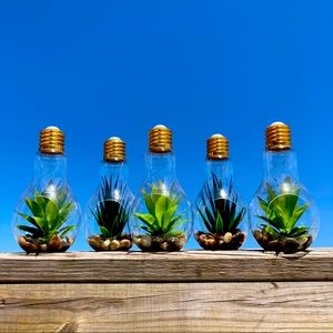 Succulent Terrariums